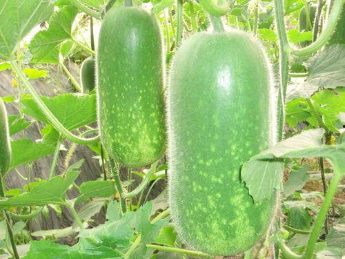 吃瓜网167,娱乐圈幕后真相大曝光！