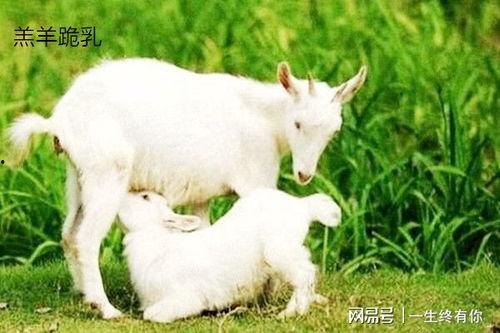 吃瓜网小羊没烦恼,揭秘吃瓜网上的欢乐生活