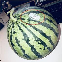 网红mack吃瓜,揭秘娱乐圈幕后真相