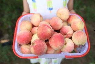 泡泡吃瓜网ptcg,揭秘卡牌游戏的魅力与策略