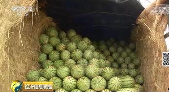 全球最大的吃瓜网,揭秘吃瓜网独家热辣资讯